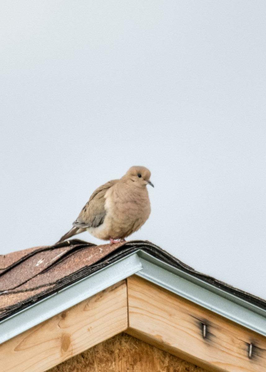 Zenaida Huilota - ML644441716