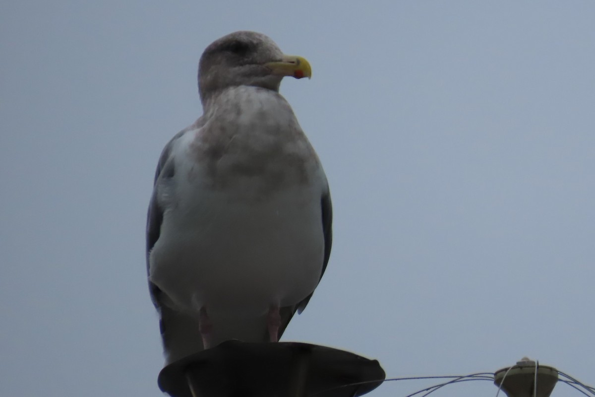 Glaucous-winged Gull - ML644441717