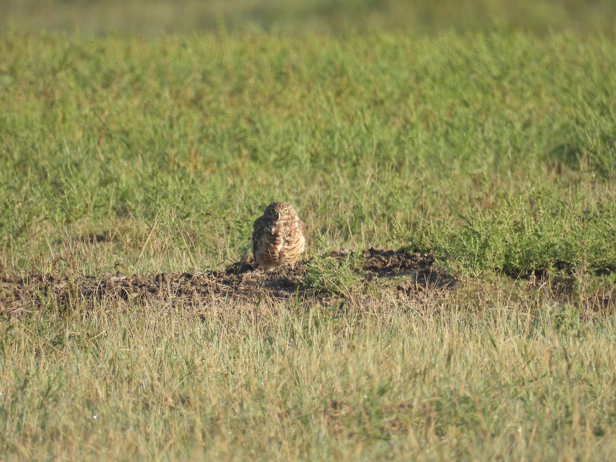 Burrowing Owl - ML644441723