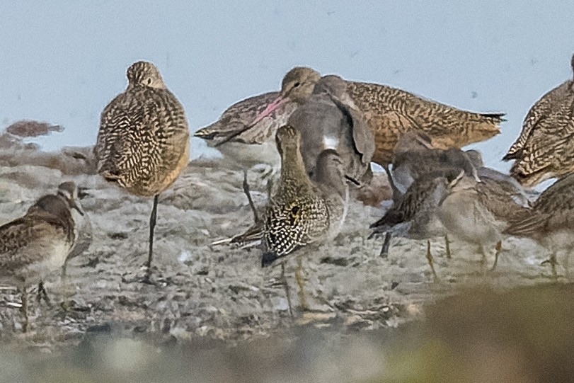 Piviere orientale - ML644441724