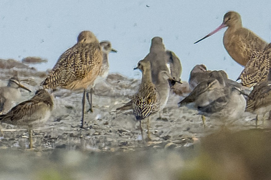 Piviere orientale - ML644441725