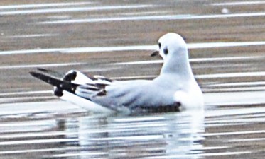 Bonaparte's Gull - ML644441726