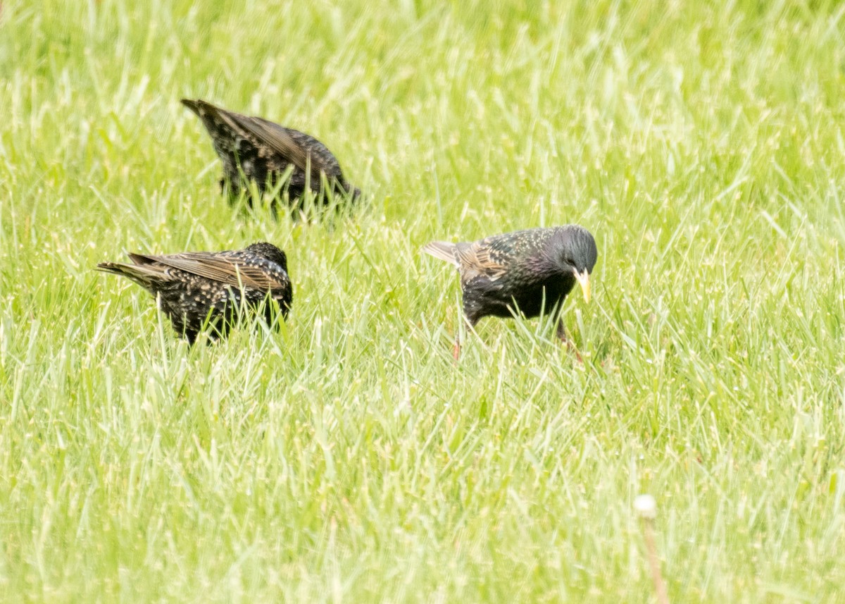 Estornino Pinto - ML644441730