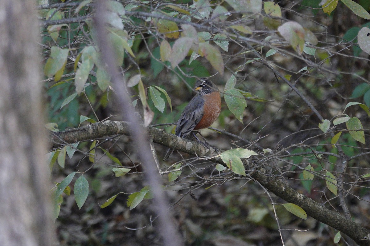 American Robin - ML644441733