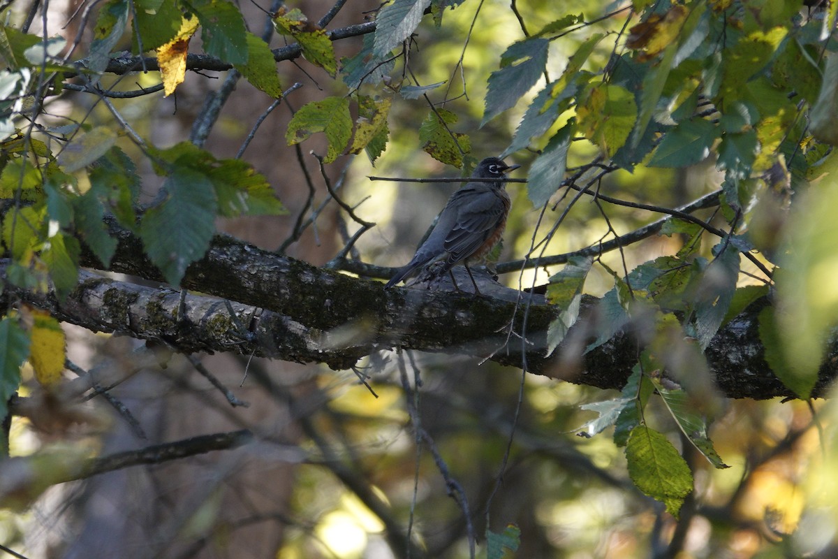 American Robin - ML644441734