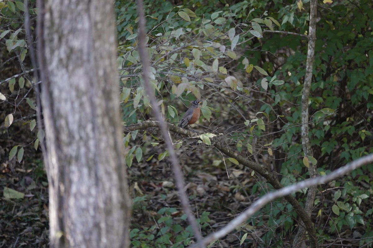 American Robin - ML644441735