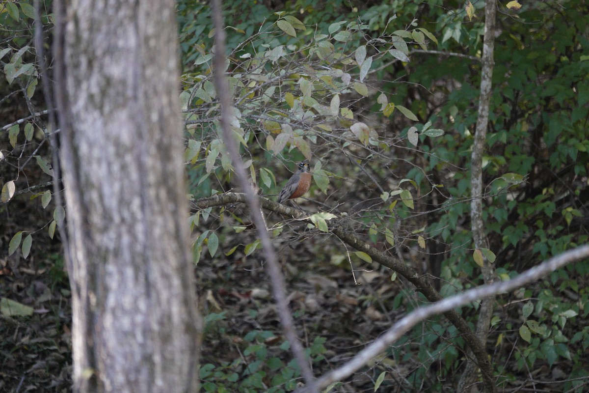 American Robin - ML644441736