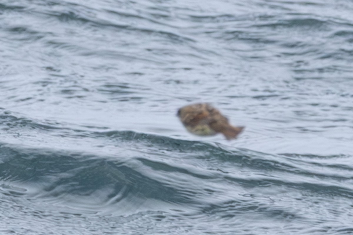 黃喉黑臉鵐 - ML644441737