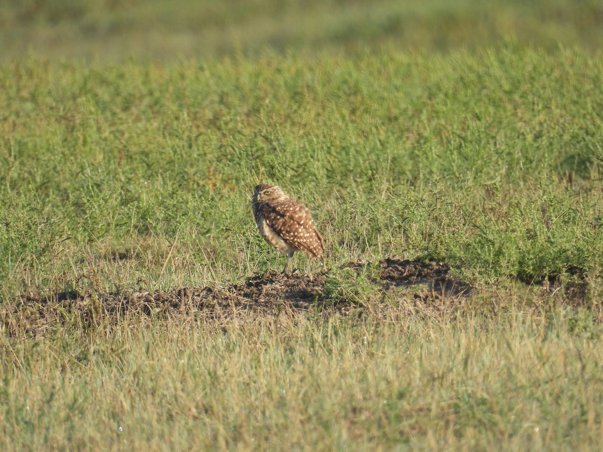 Burrowing Owl - ML644441740