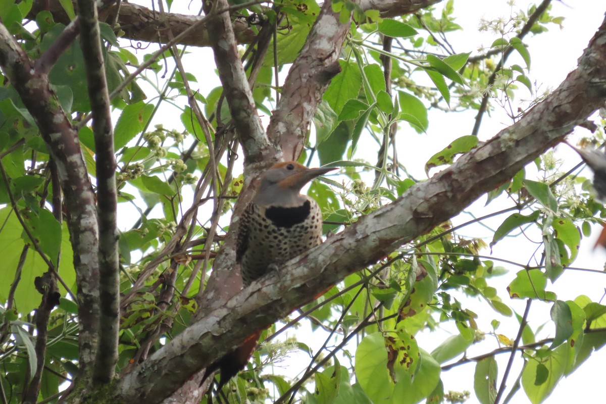 Guatemalan Flicker - ML644441742