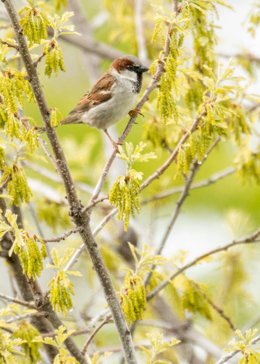 Gorrión Común - ML644441746