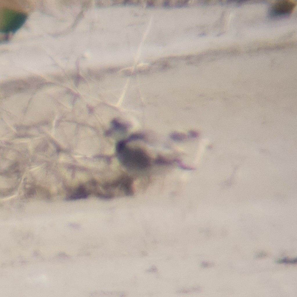 Islıkçı Cılıbıt - ML644441790