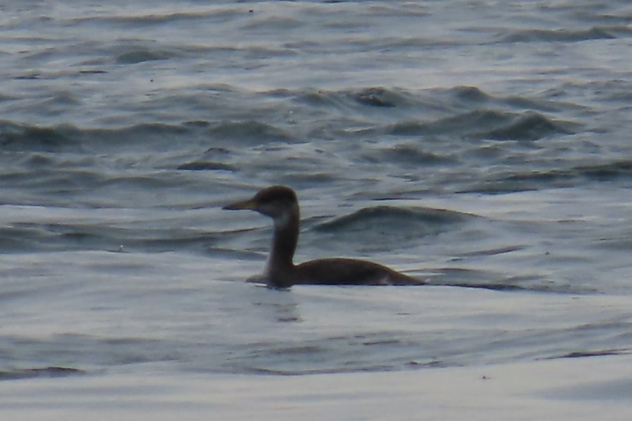 Somormujo Cuellirrojo - ML644441796