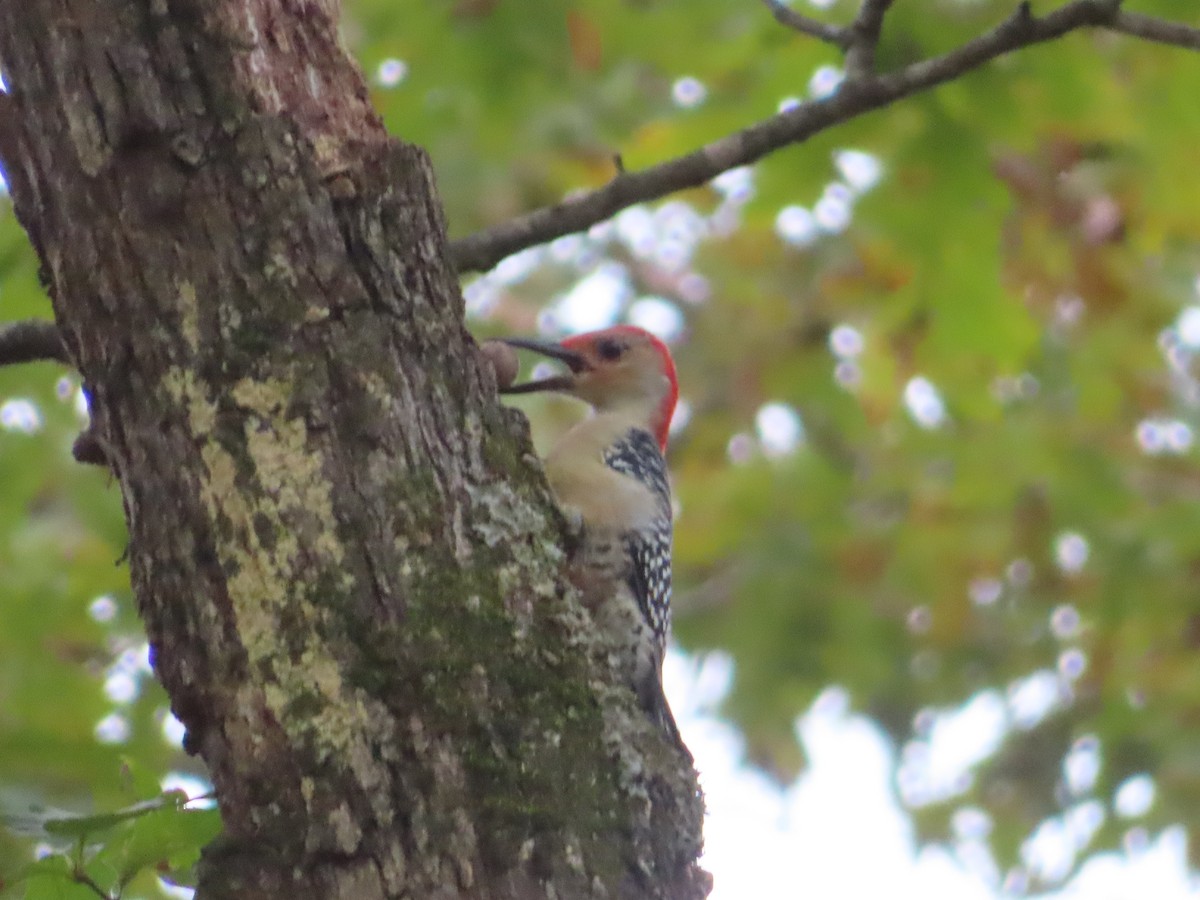 シマセゲラ - ML644441797