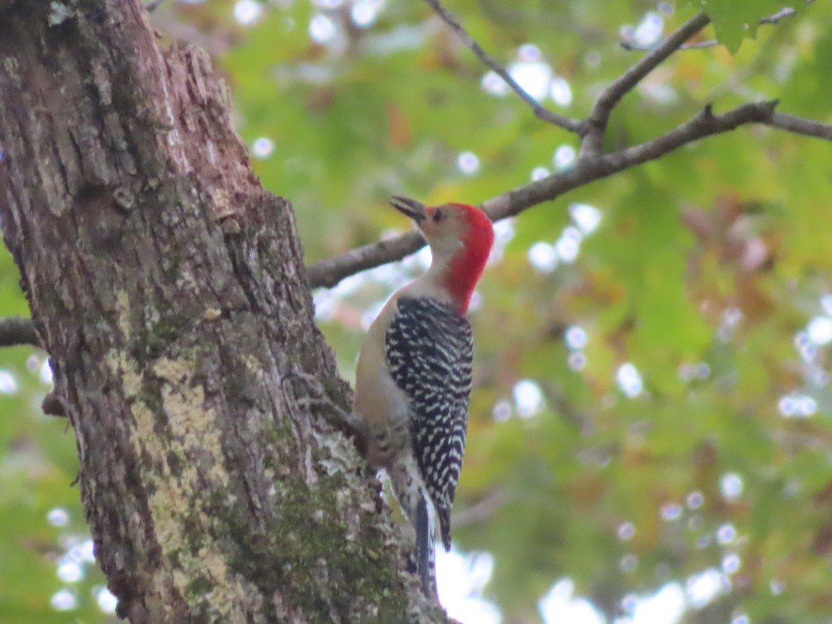 シマセゲラ - ML644441805