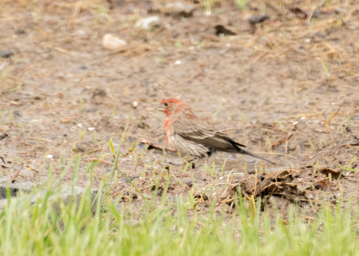Camachuelo Mexicano - ML644441806
