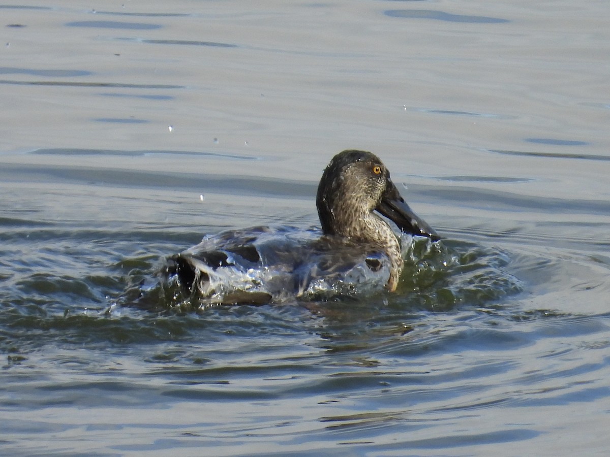 skjeand - ML644441831