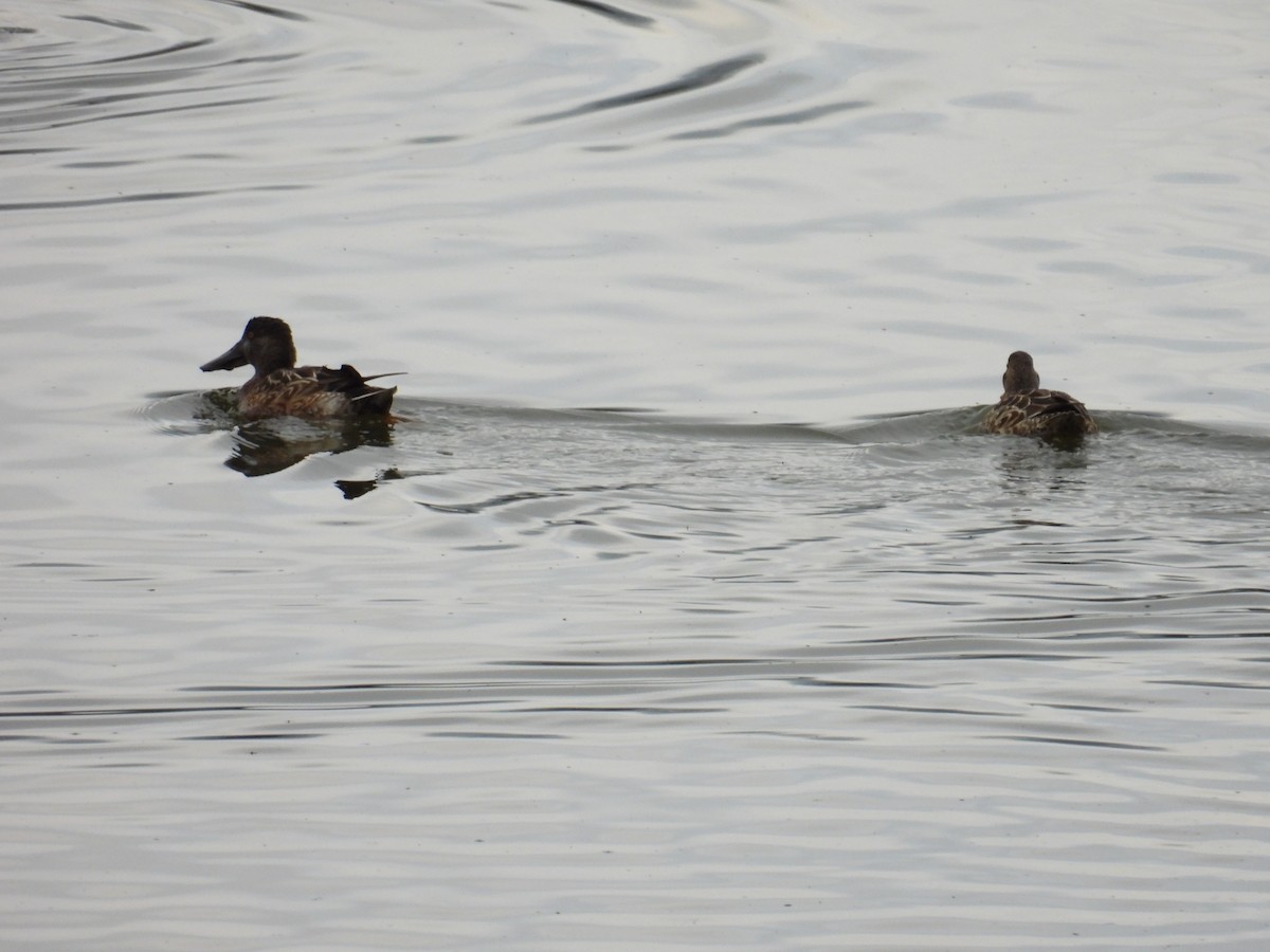 skjeand - ML644441832