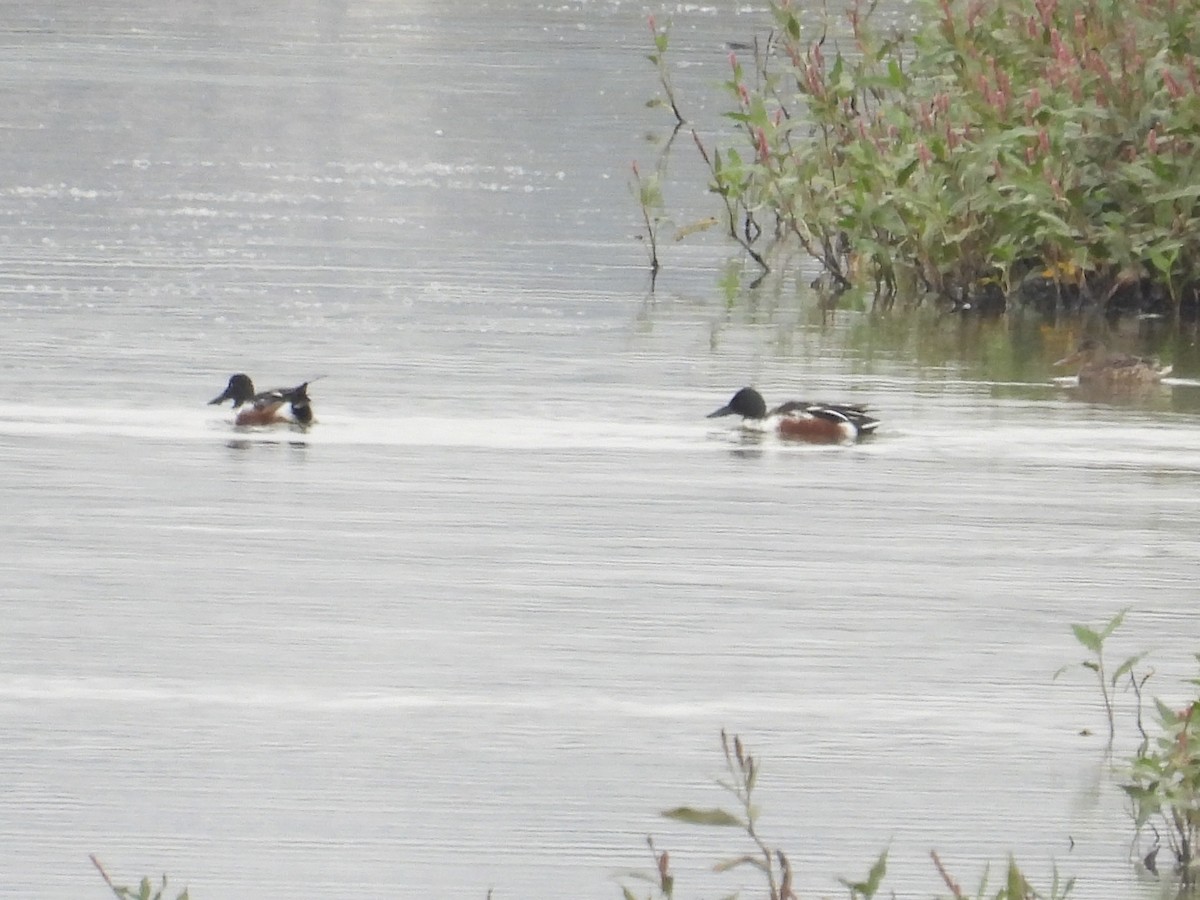 skjeand - ML644441833