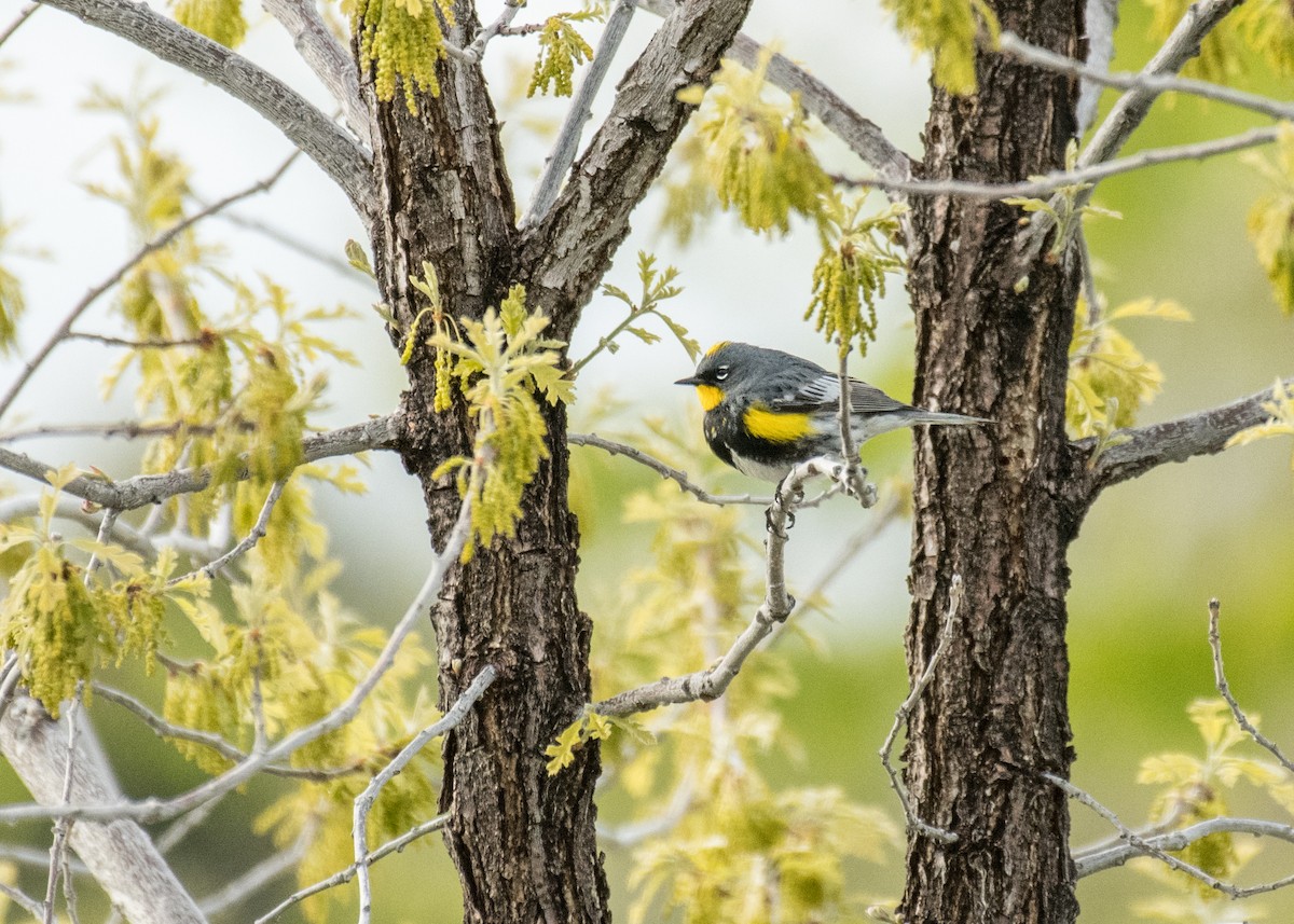 Reinita Coronada (de Audubon) - ML644441836