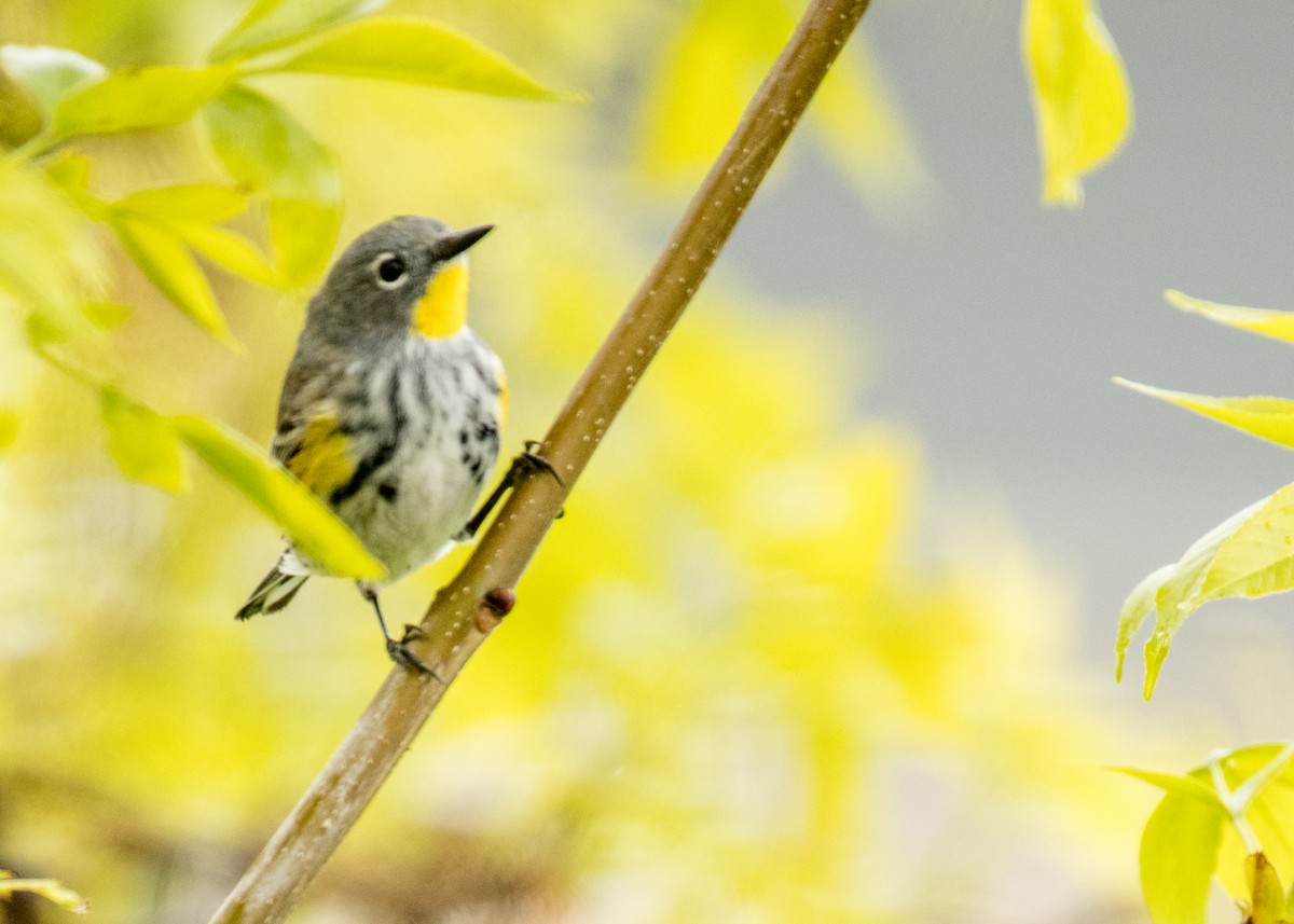 Reinita Coronada (de Audubon) - ML644441837