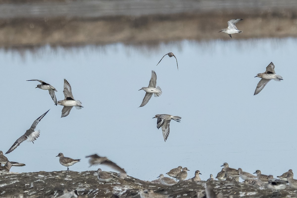 Bécasseau maubèche - ML644441842