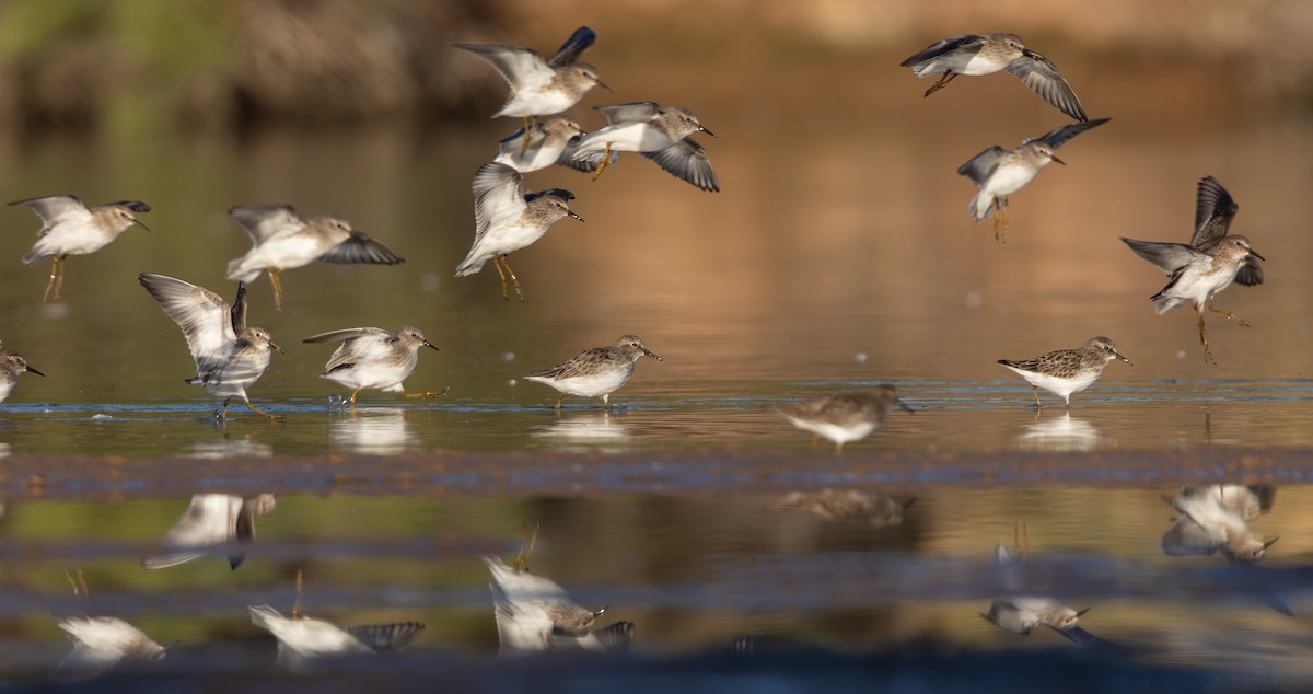 アメリカヒバリシギ - ML644441847