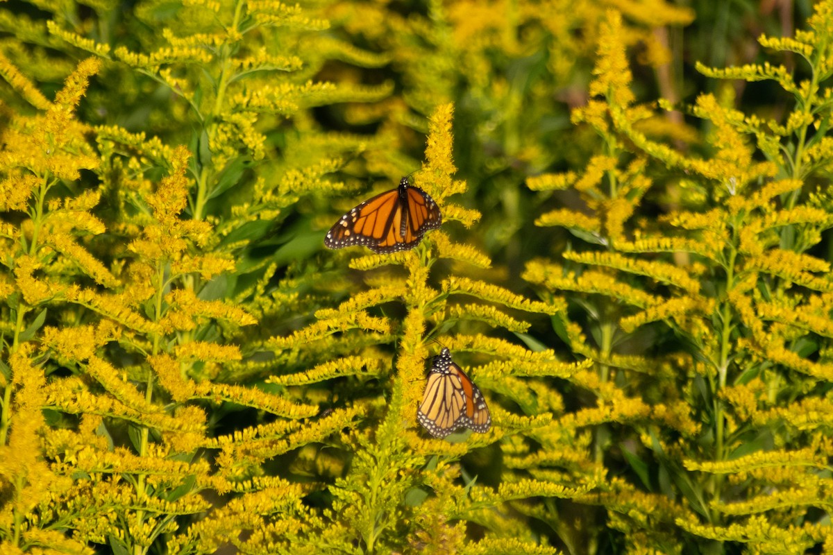 Monarch - ML644441848