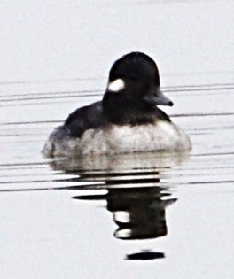 Bufflehead - ML644441856