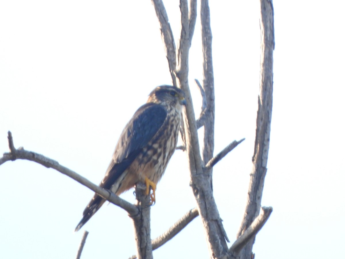 dřemlík tundrový - ML644441889