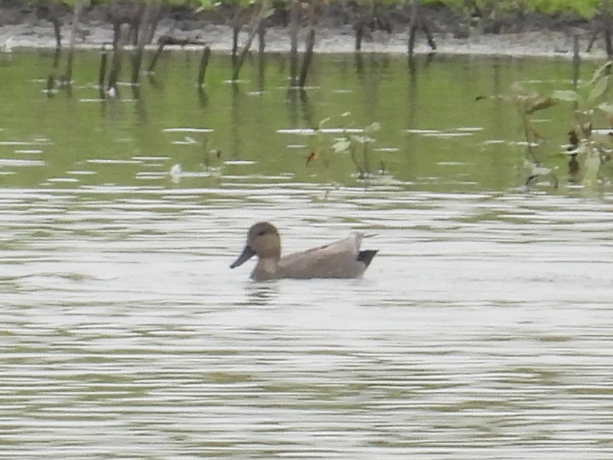 Нерозень - ML644441890