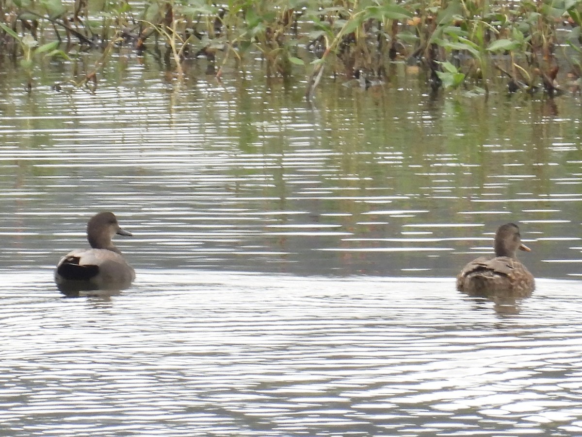 Нерозень - ML644441891