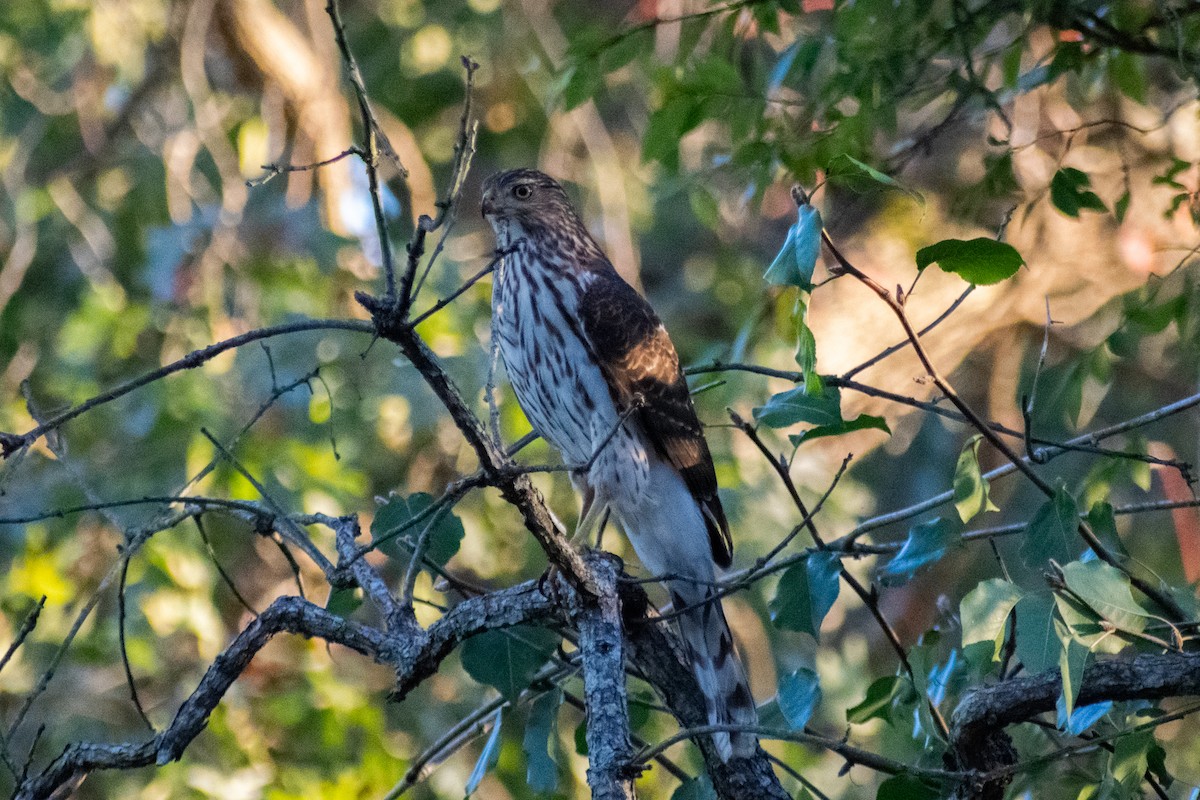 Cooper's Hawk - ML644441912