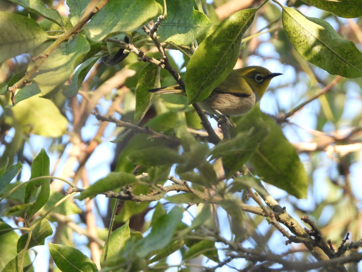 Swinhoe's White-eye - ML644441915