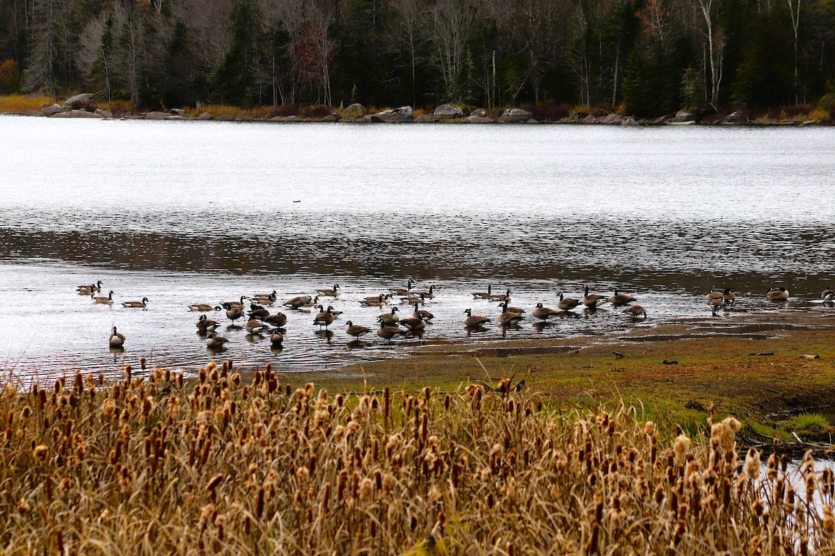 Bernache du Canada - ML644441916