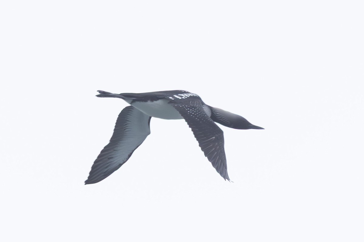 太平洋潛鳥 - ML644441917