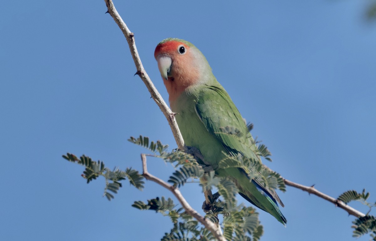 Rosy-faced Lovebird - ML644441929