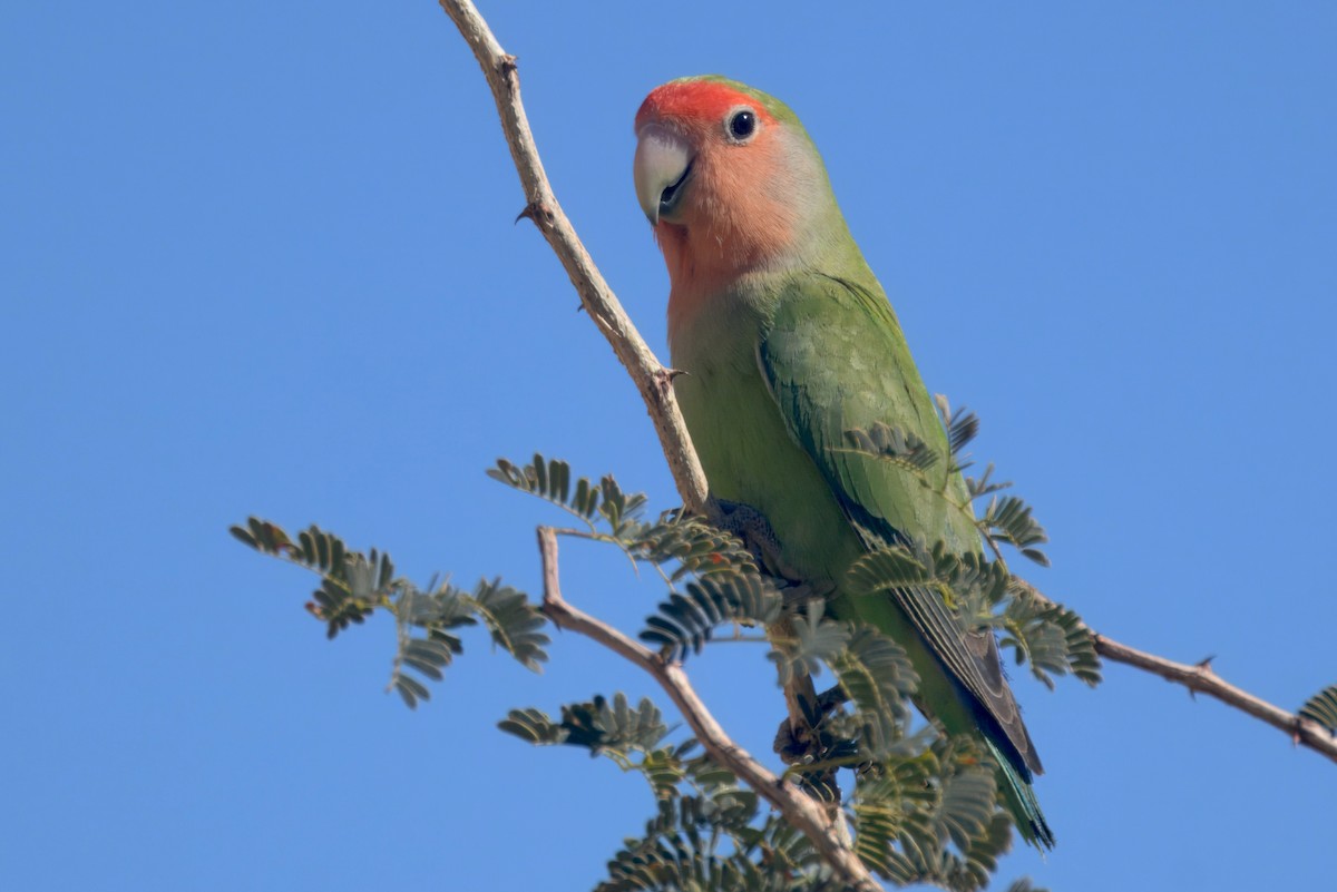Rosy-faced Lovebird - ML644441930