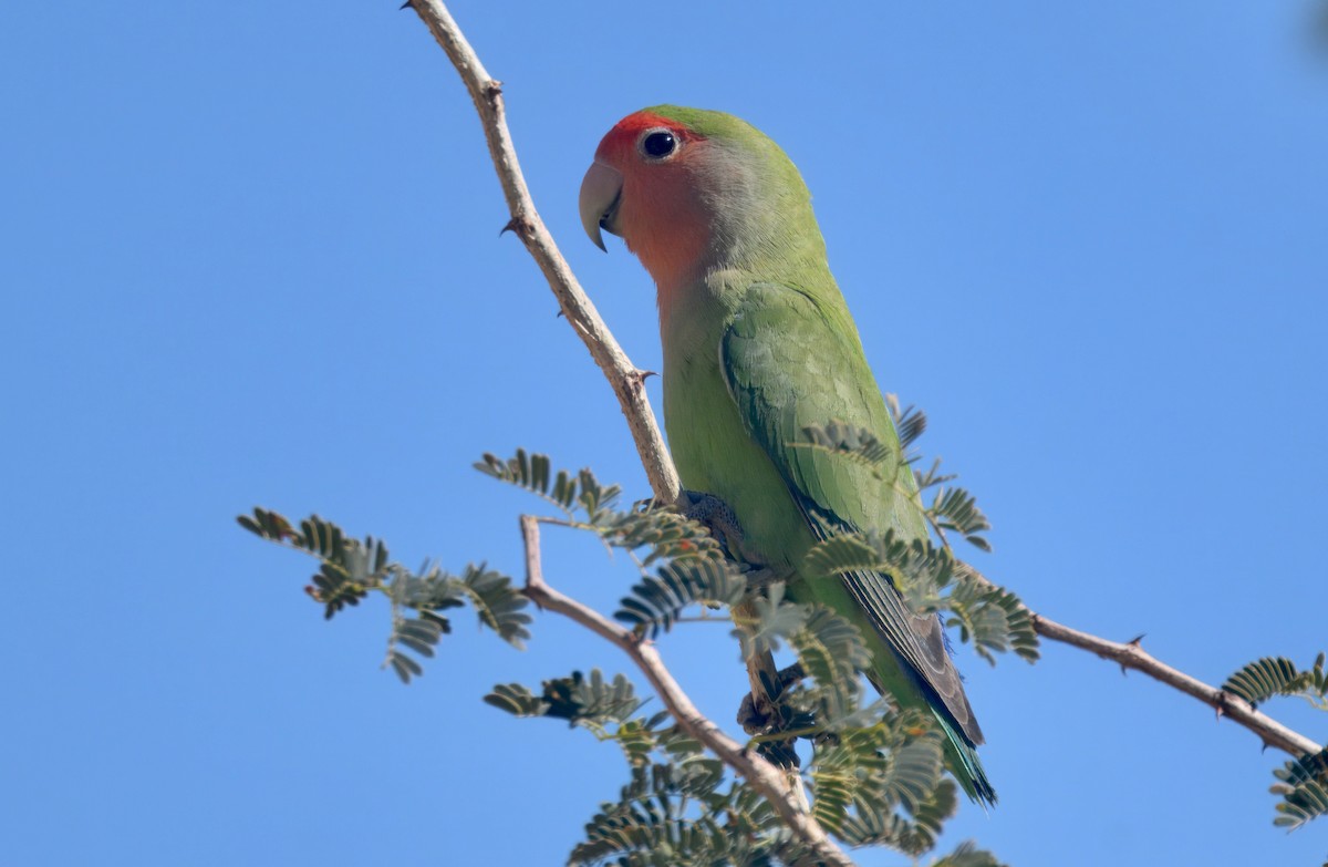 Rosy-faced Lovebird - ML644441931