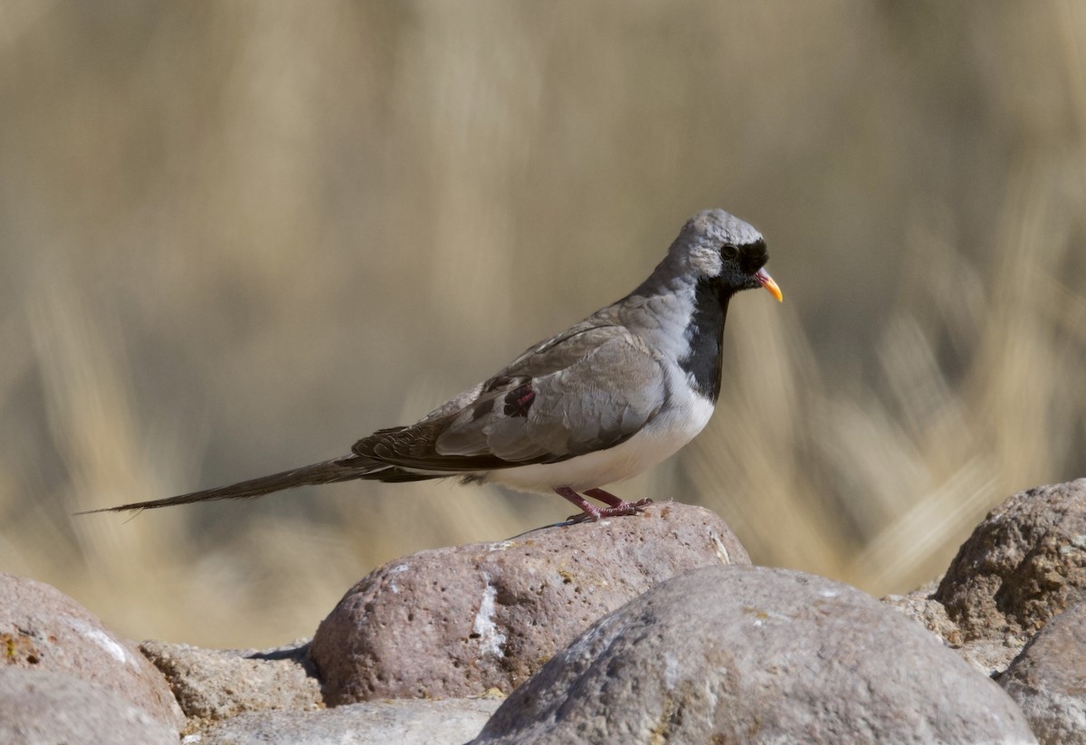 Namaqua Dove - ML644441939