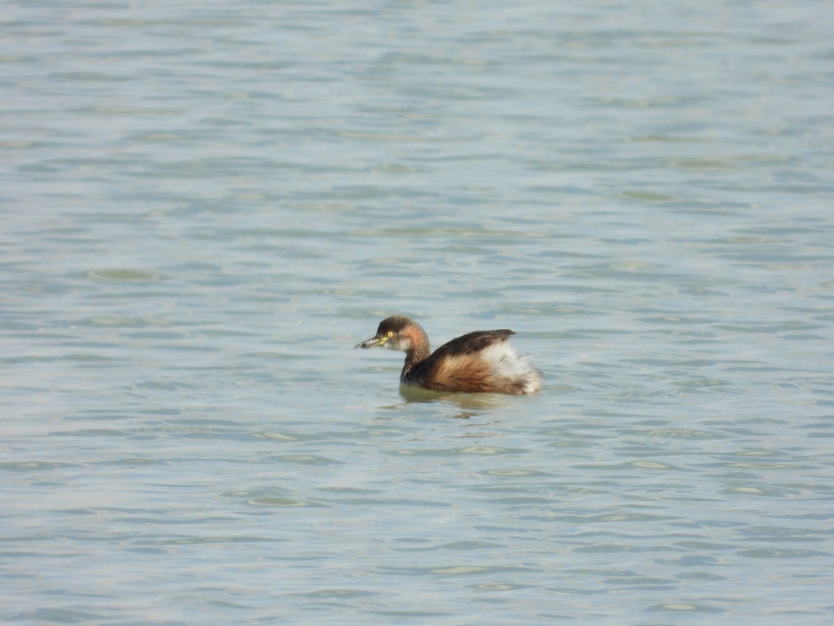 Australasian Grebe - ML644441943