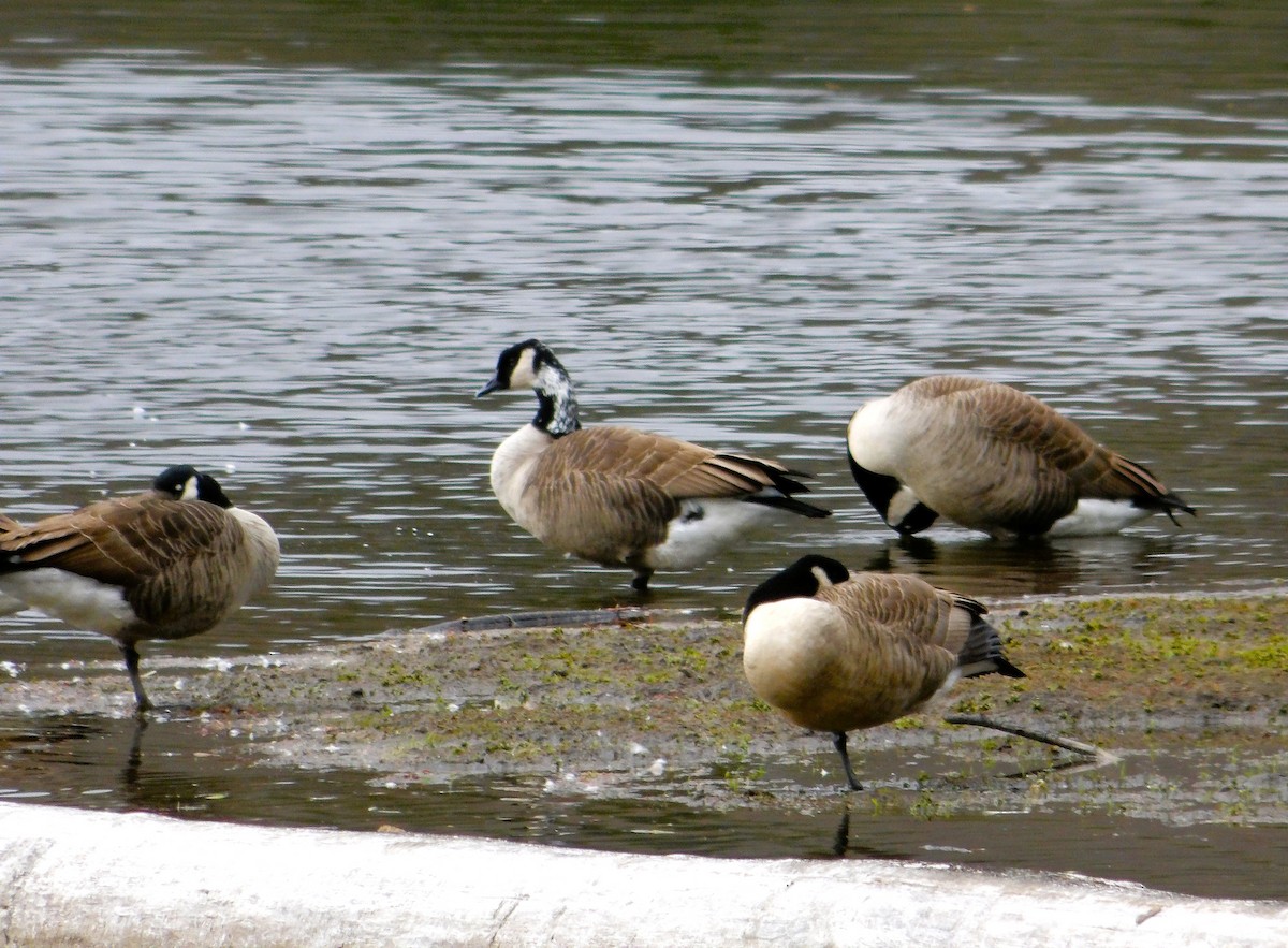 Bernache du Canada - ML644441944