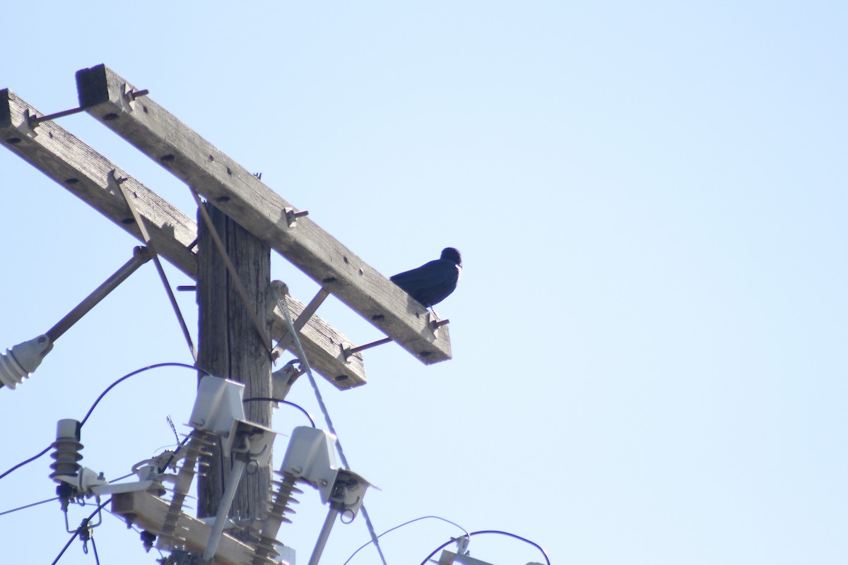 American Crow - ML644441946
