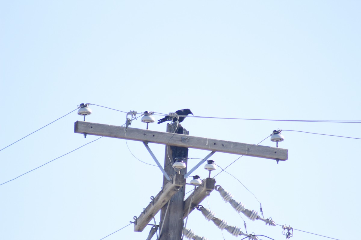 American Crow - ML644441947
