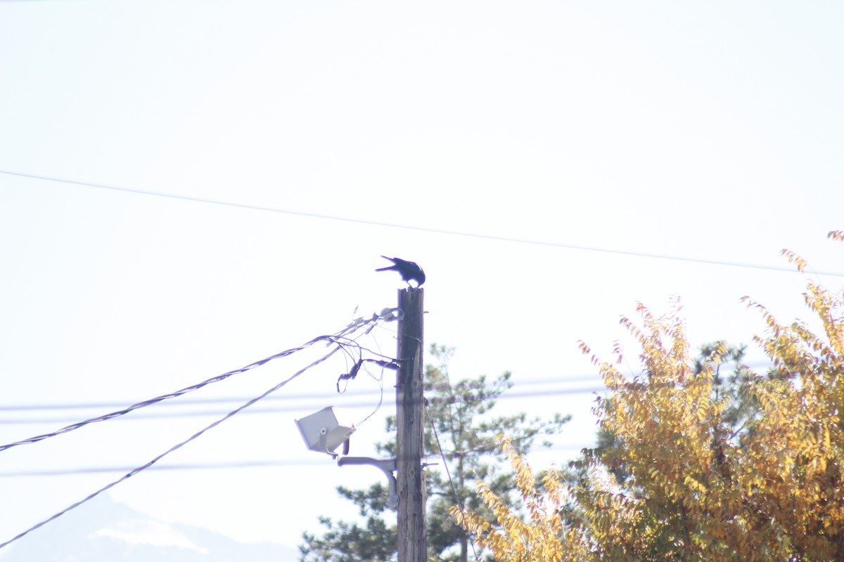 American Crow - ML644441948