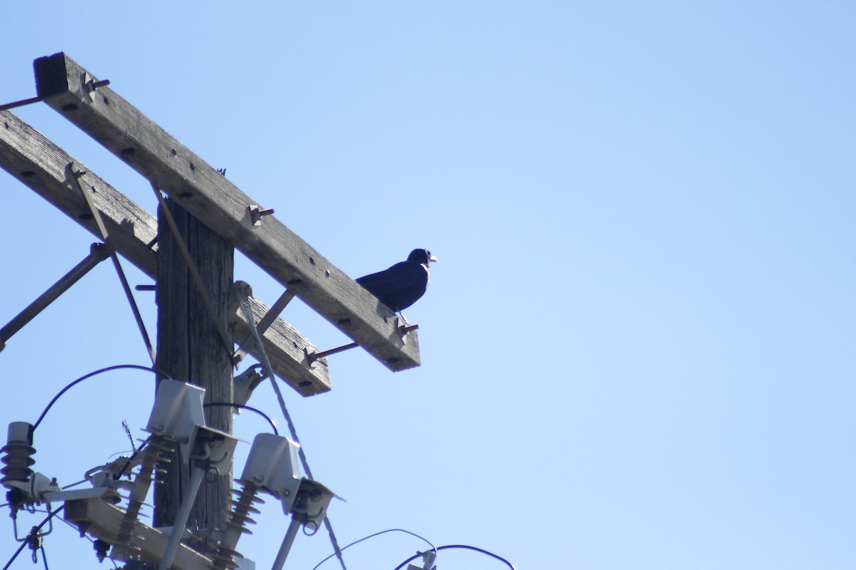 American Crow - ML644441949