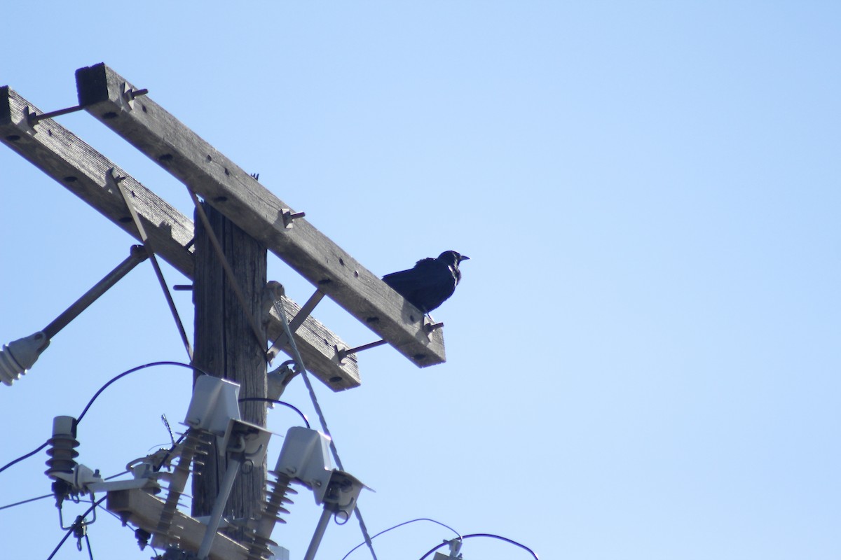 American Crow - ML644441950