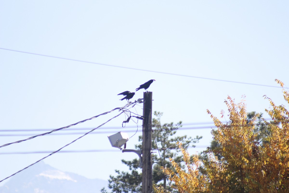 American Crow - ML644441951