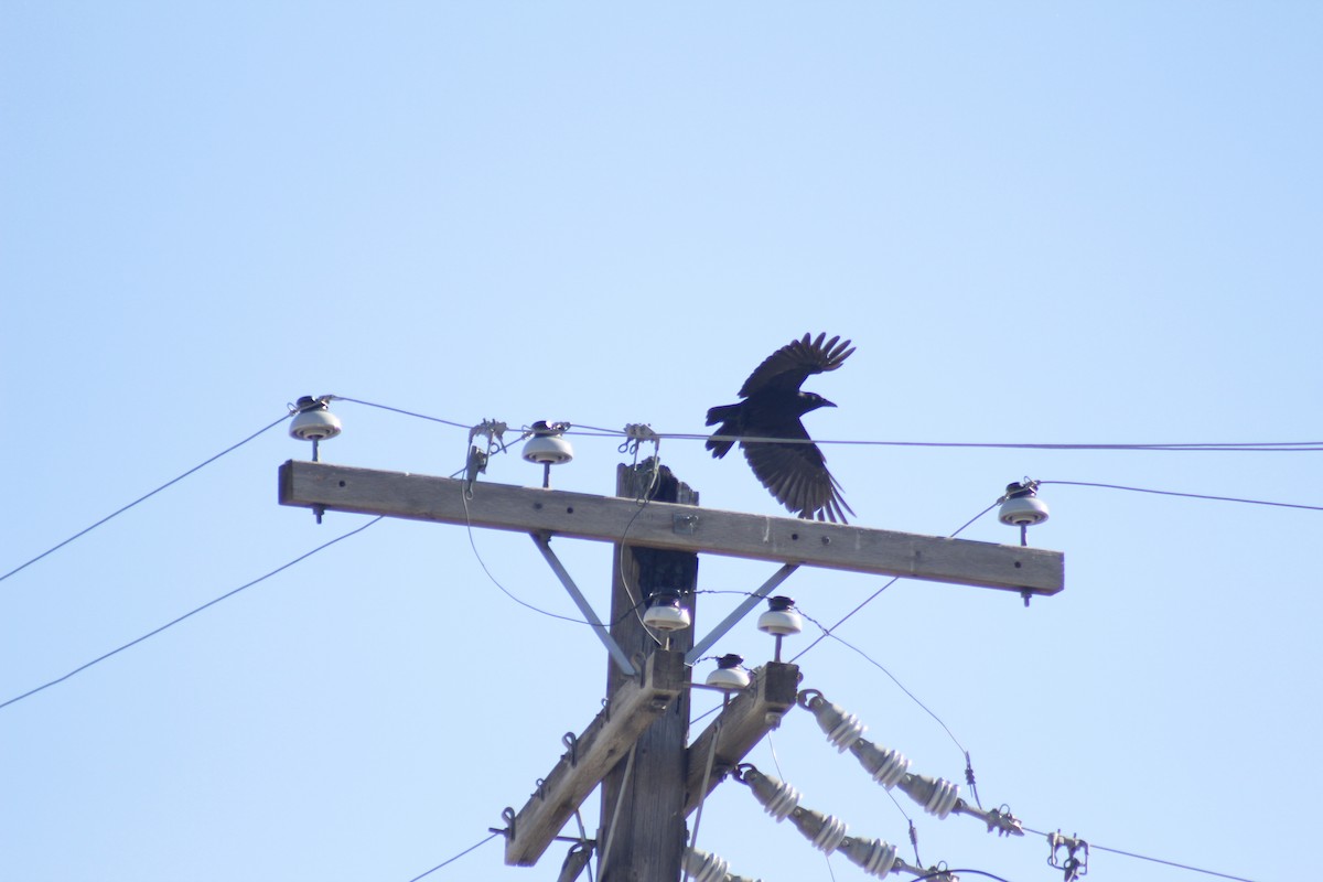 American Crow - ML644441952