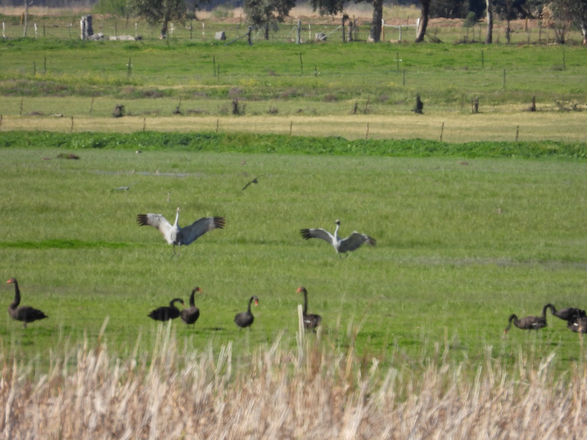 Brolga - ML644441957